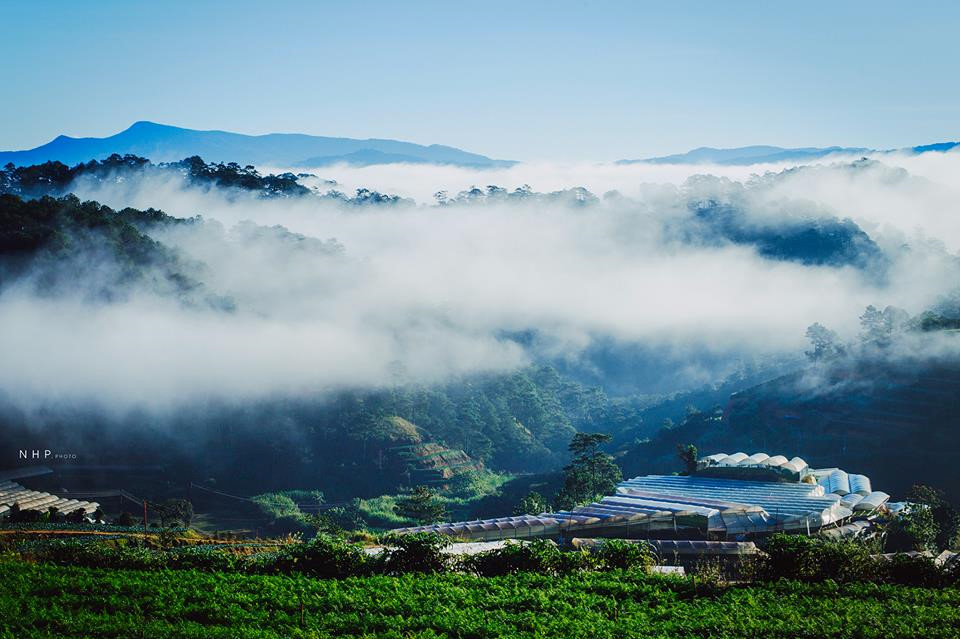 Vùng trồng Arabica Cầu Đất – Đà Lạt, Lâm Đồng